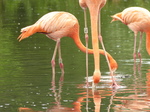 FZ030280 Caribbean Flamingos (Phoenicopterus ruber).jpg